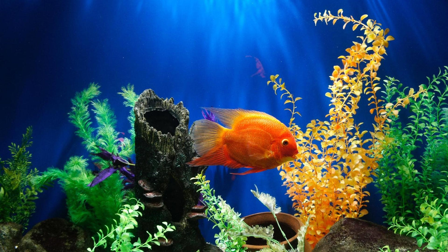 Aquarium