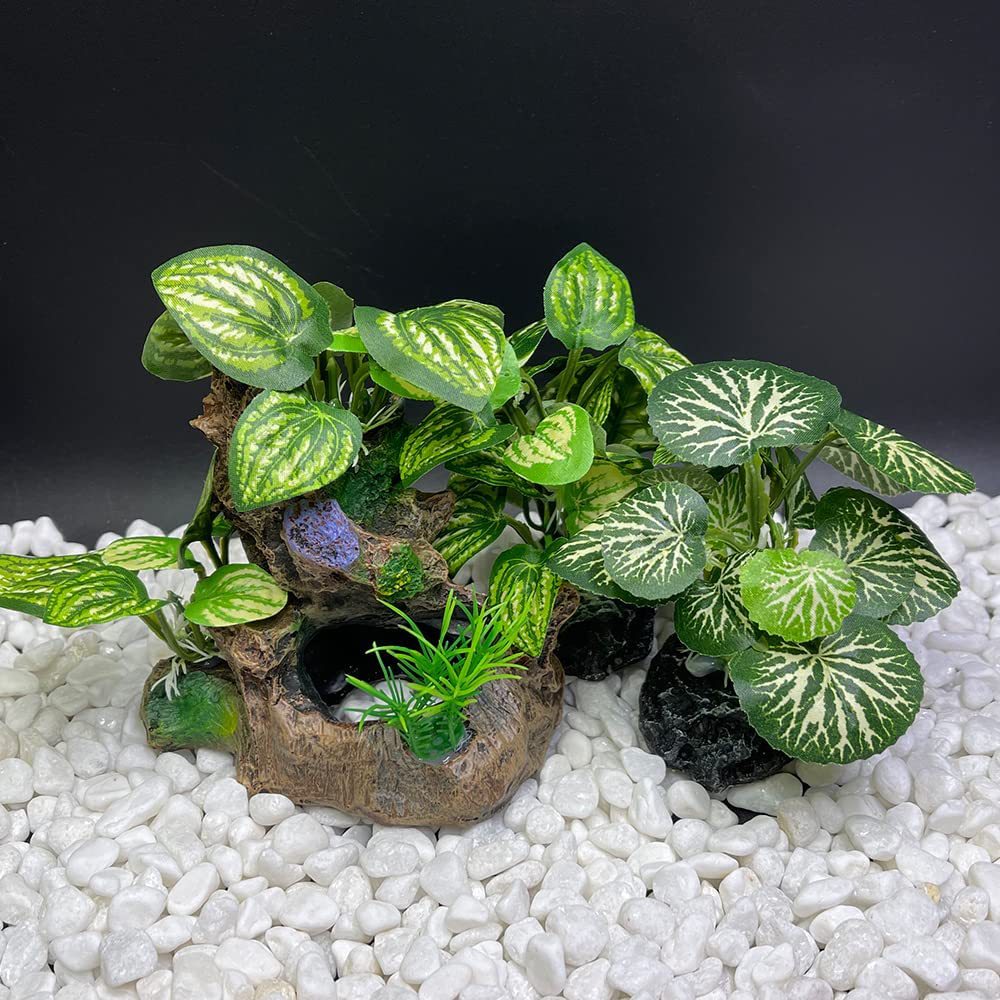 Aquarium  Plants