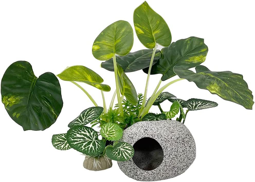 Aquarium  Plants