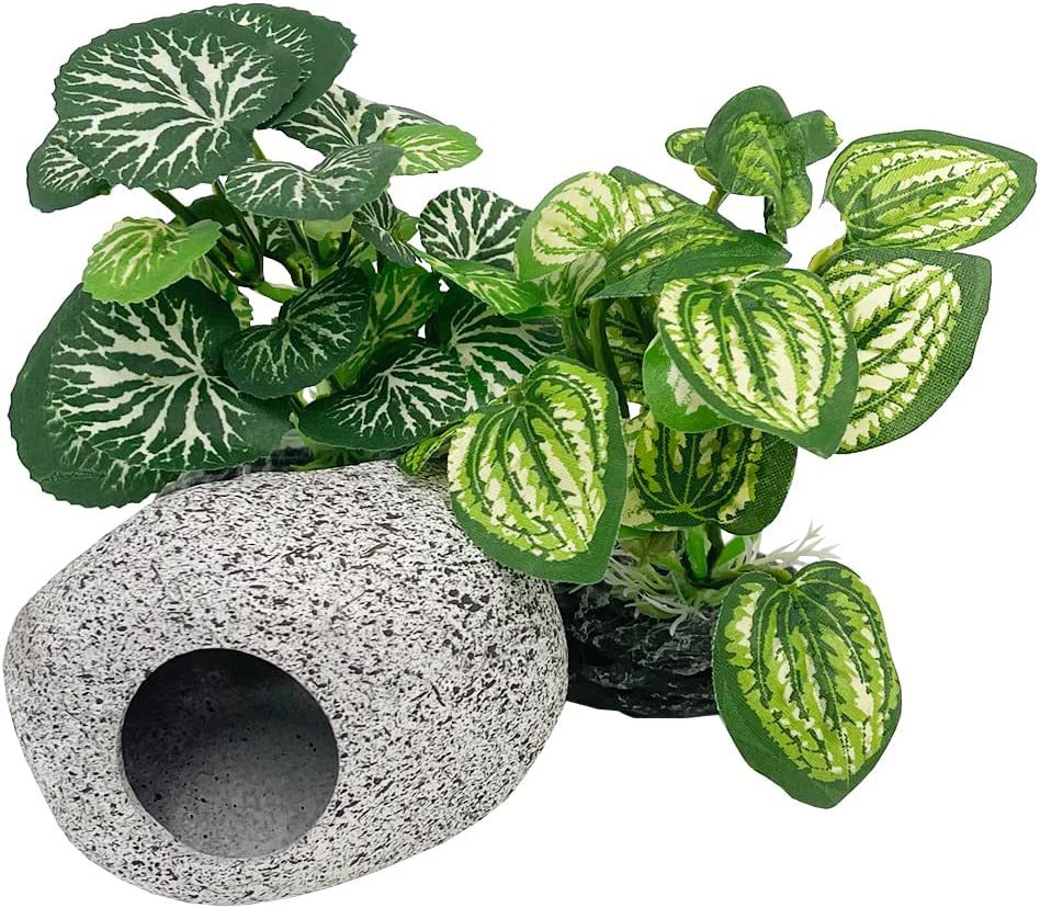 Aquarium  Plants
