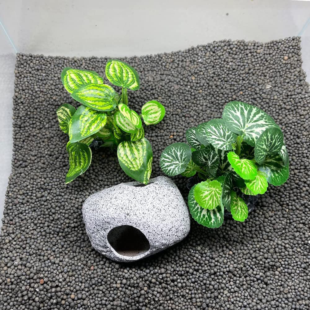 Aquarium  Plants