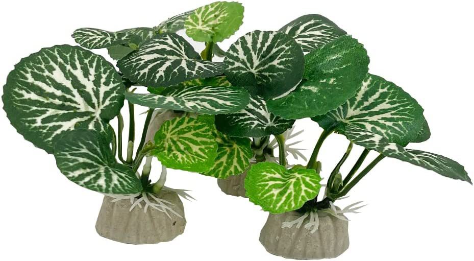 Aquarium  Plants