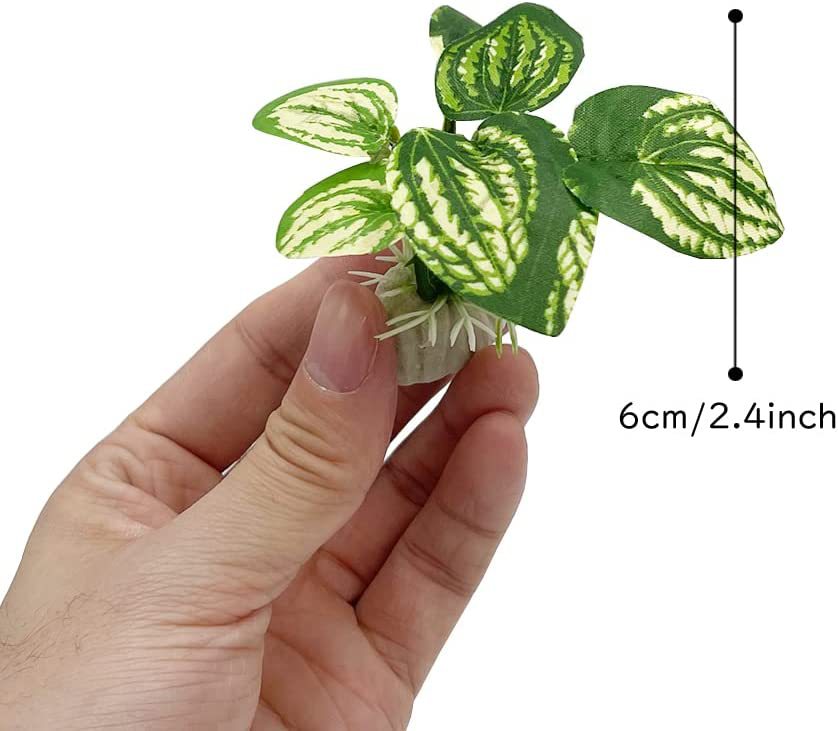 Aquarium  Plants