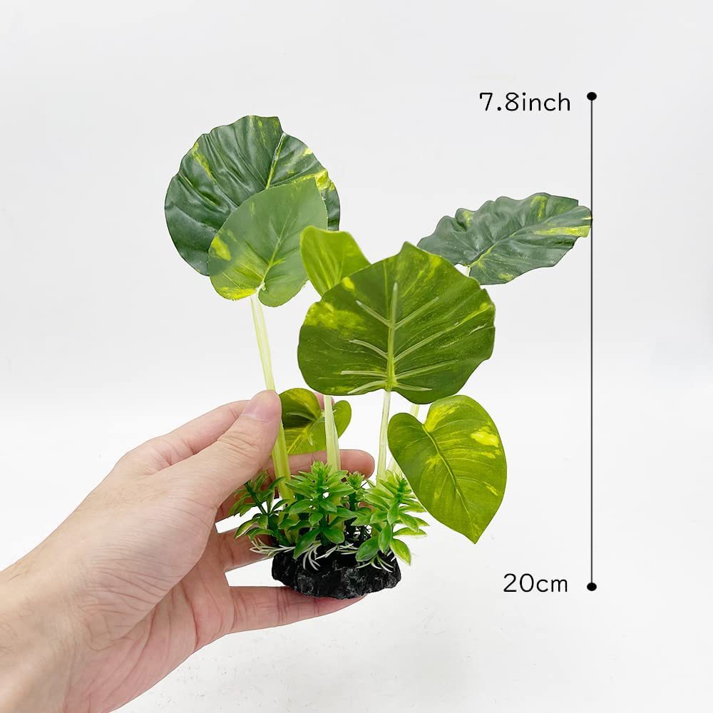 Aquarium  Plants