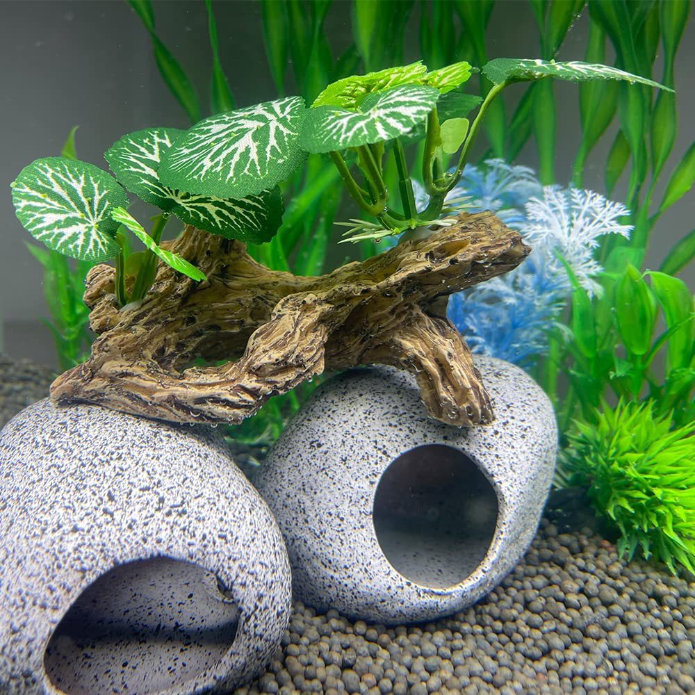 Aquarium  Plants