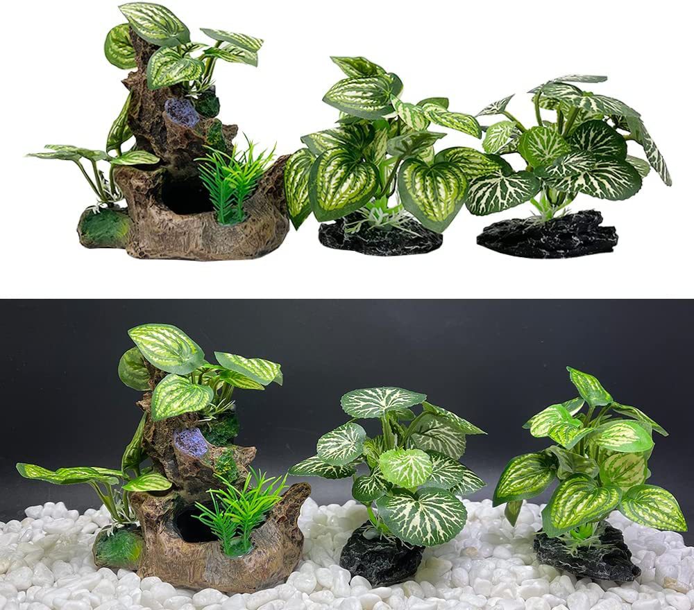 Aquarium  Plants