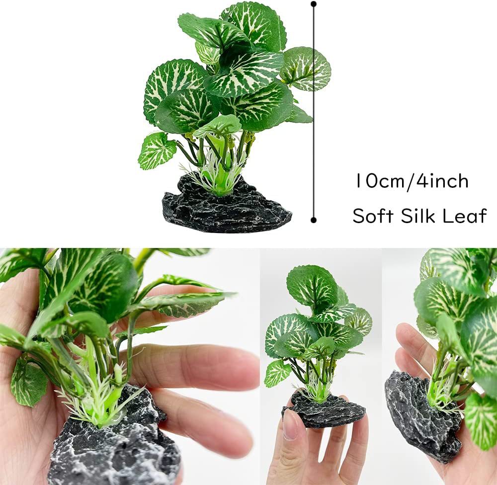 Aquarium  Plants