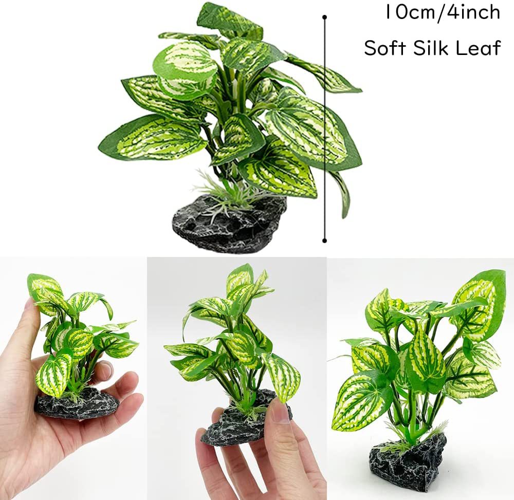 Aquarium  Plants