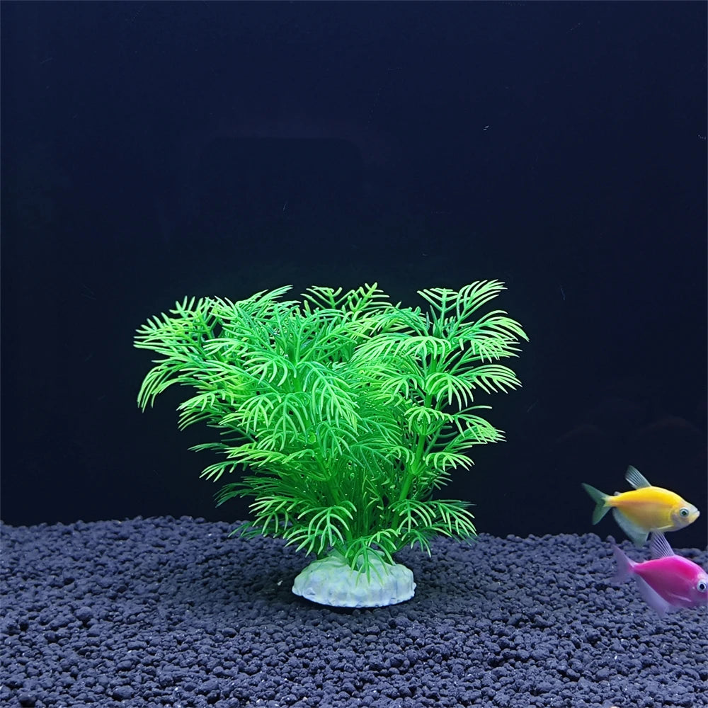 Aquarium plant