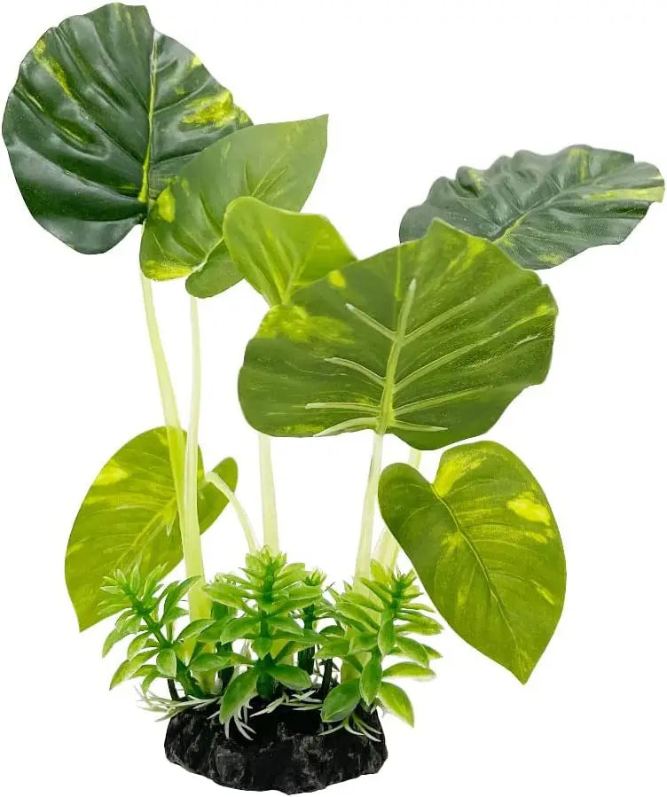 Aquarium  Plants