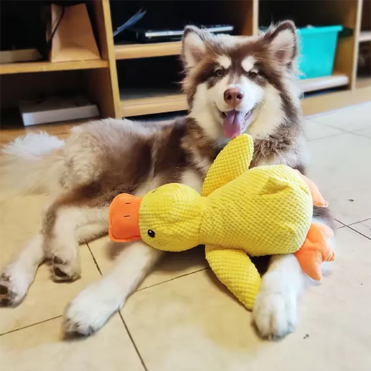 Stomping Duck
