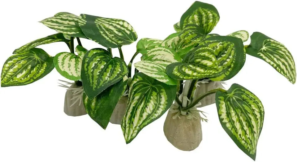 Aquarium  Plants