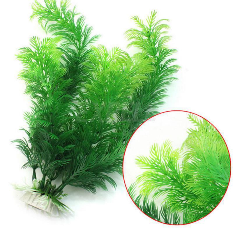 Aquarium plant