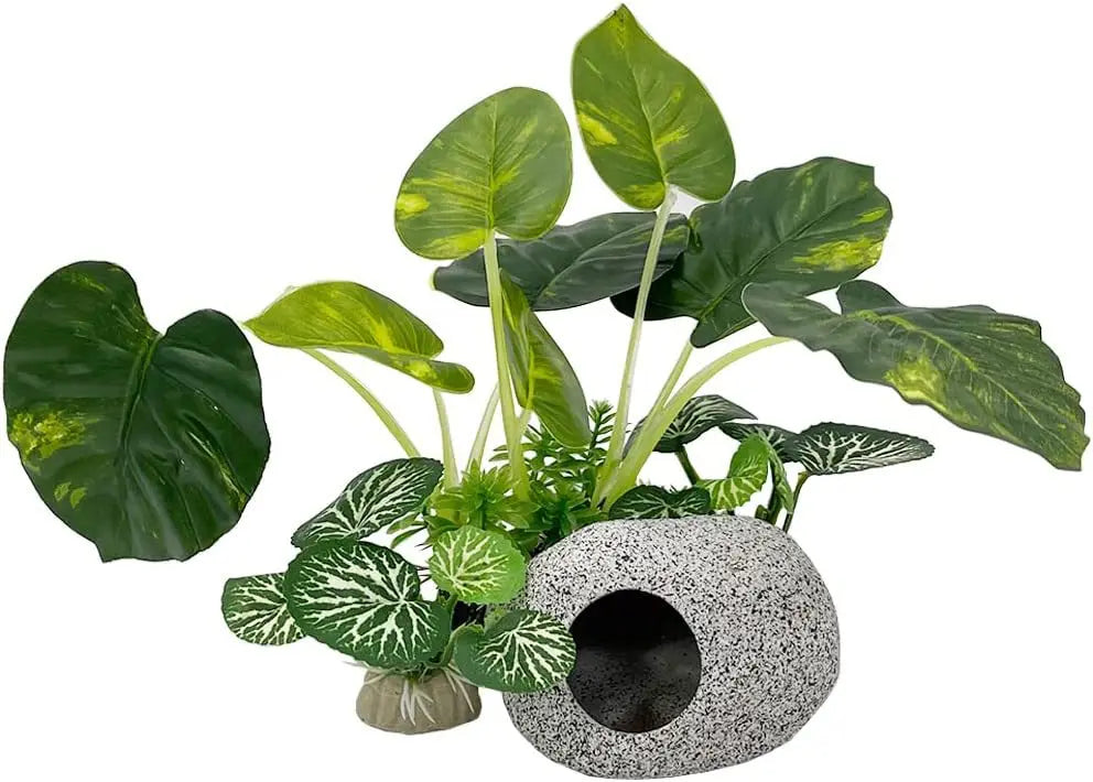 Aquarium  Plants