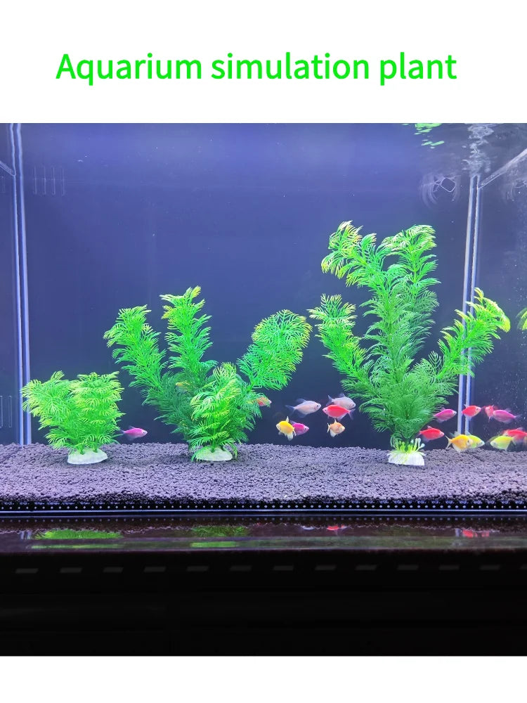 Aquarium plant