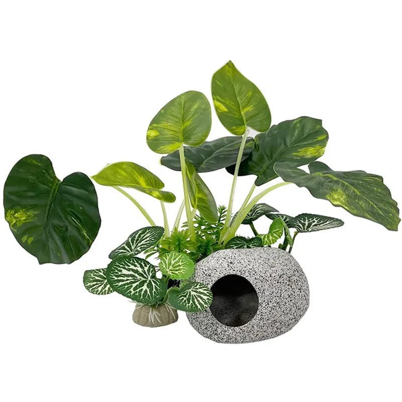 Aquarium  Plants