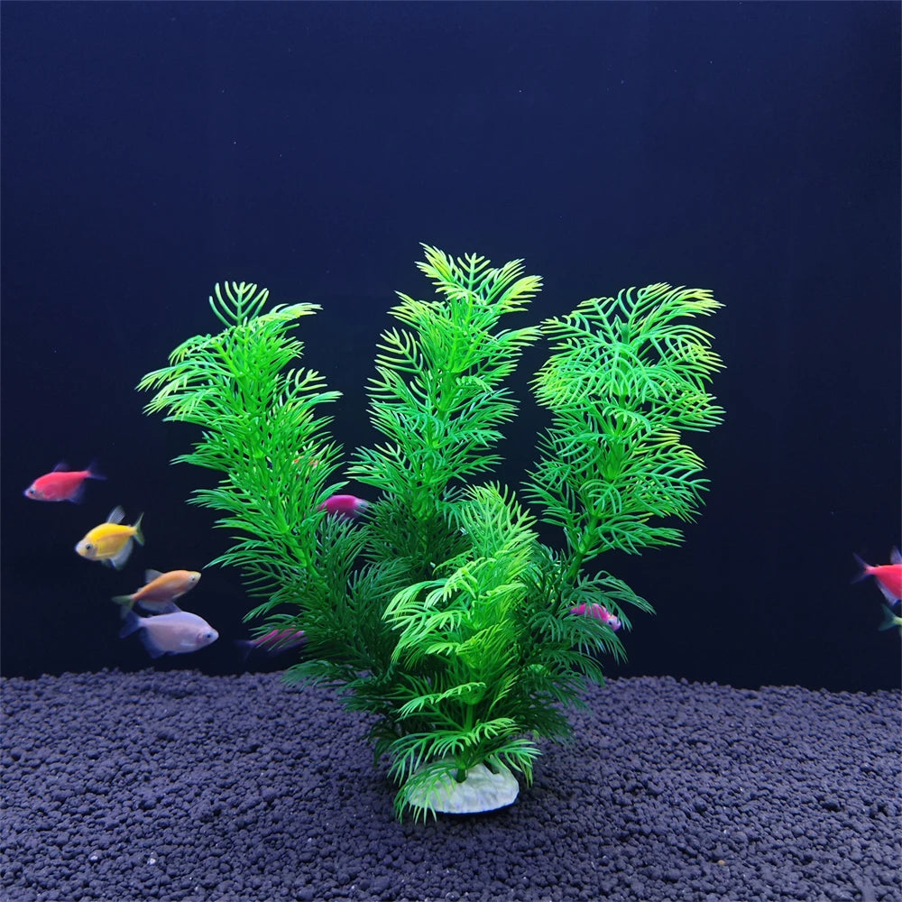 Aquarium plant
