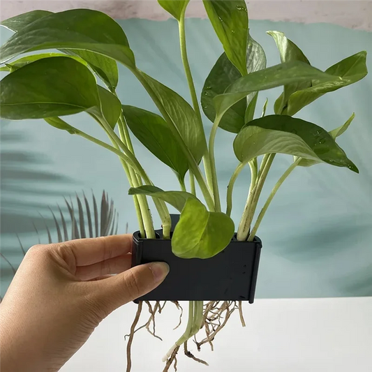Aquarium Plant Basket