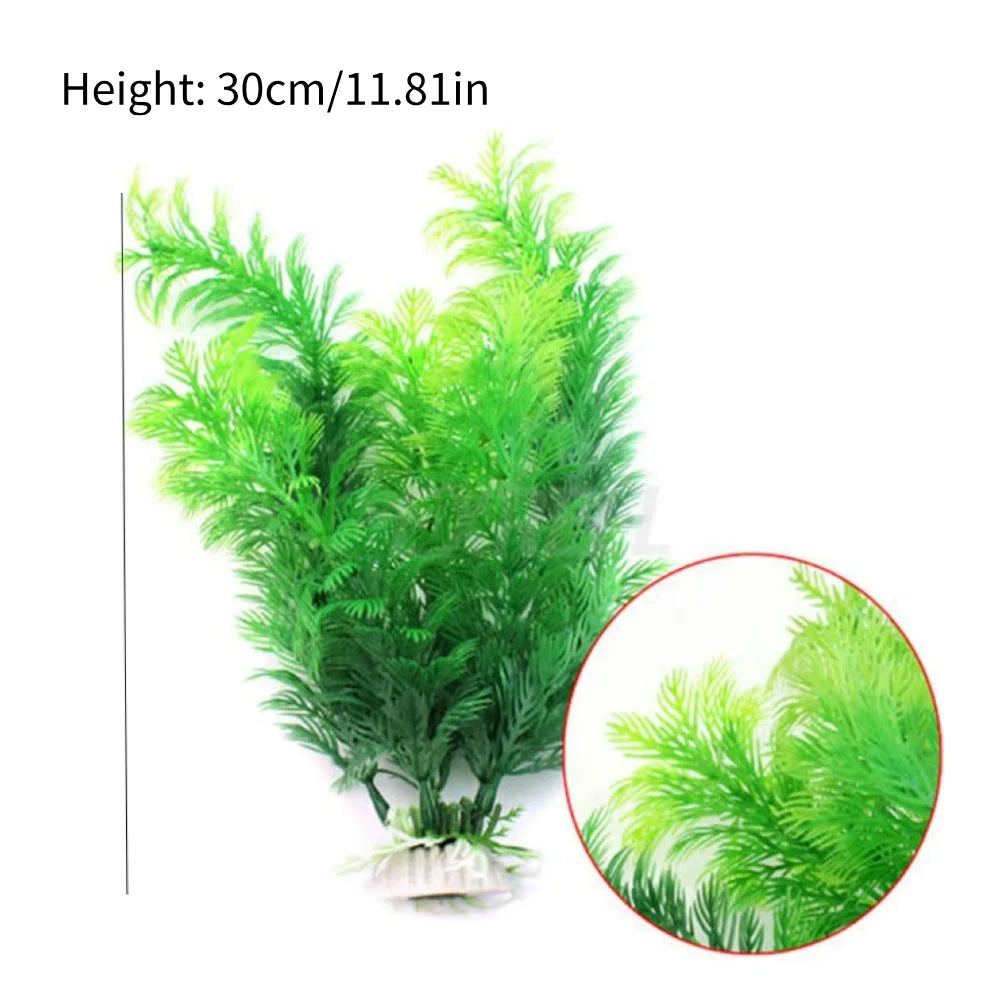 Aquarium plant