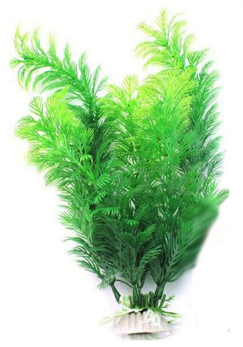 Aquarium plant