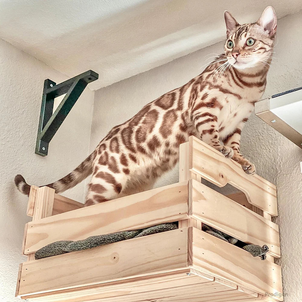 Wall Mounted Cat Tree