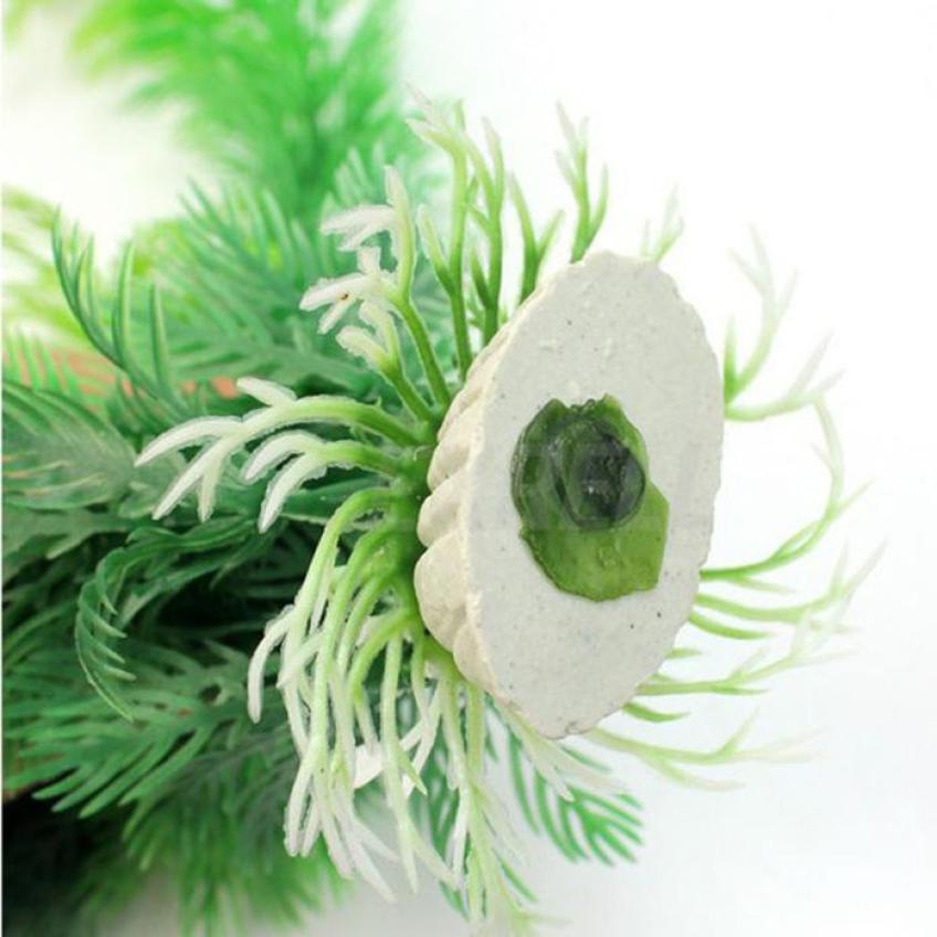 Aquarium plant