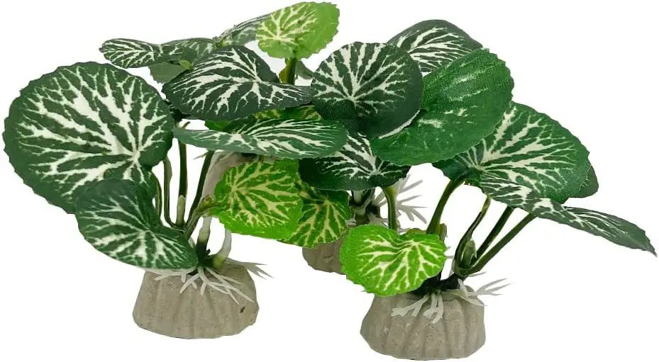 Aquarium  Plants