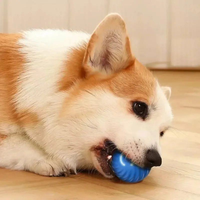 Bouncing Dog Ball