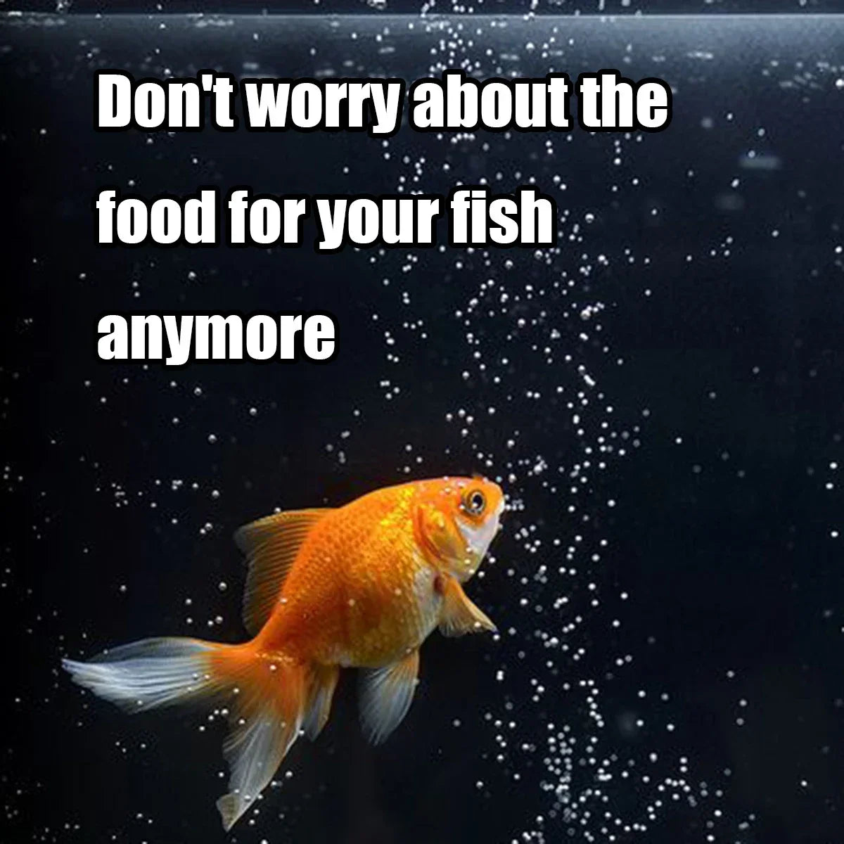 Automatic Fish Feeder