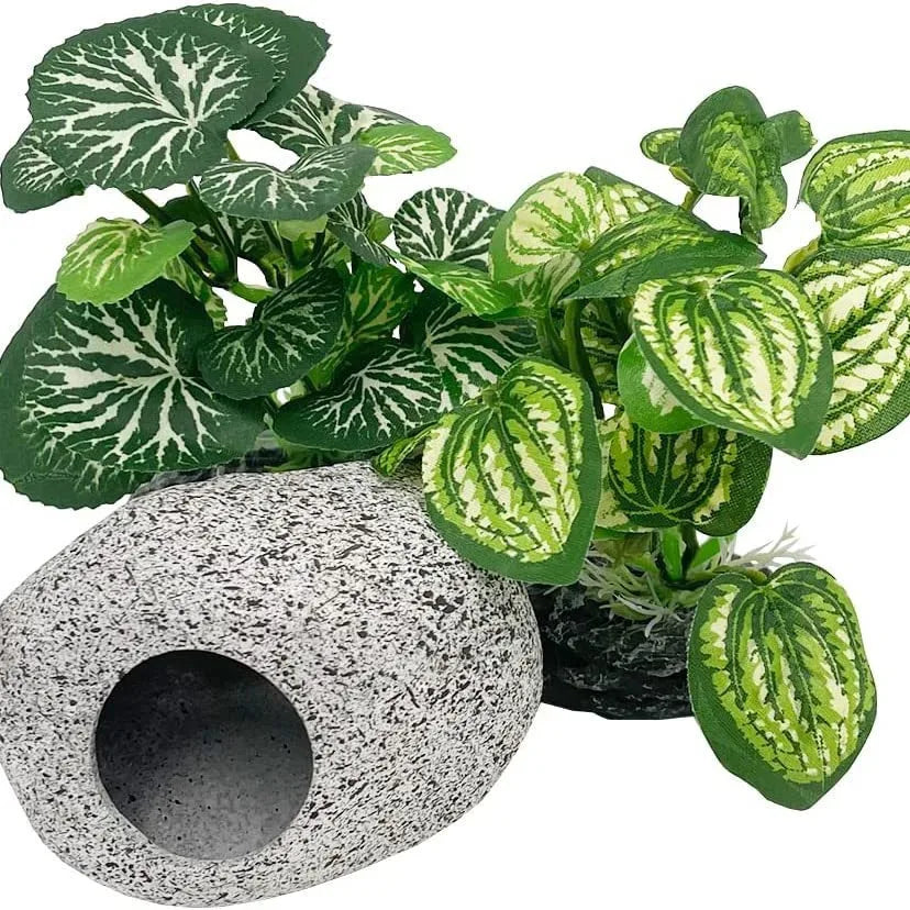 Aquarium  Plants