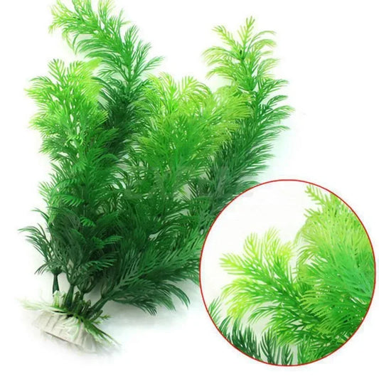 Aquarium plant