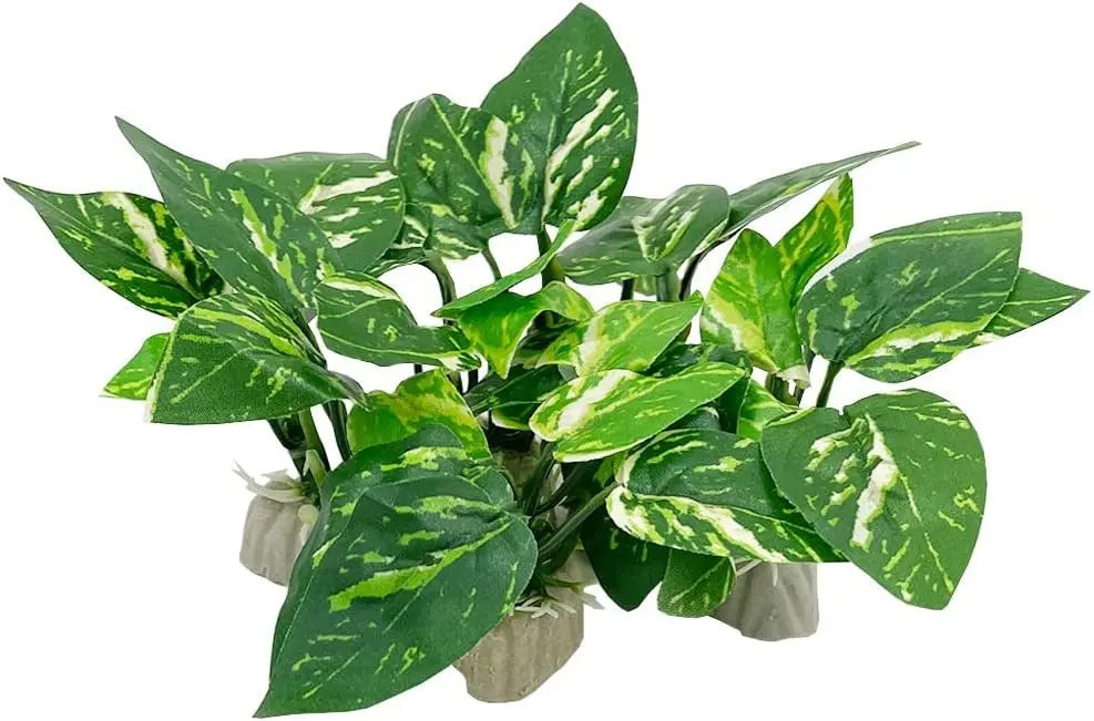 Aquarium  Plants