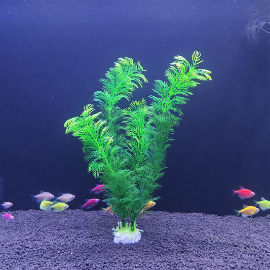 Aquarium plant