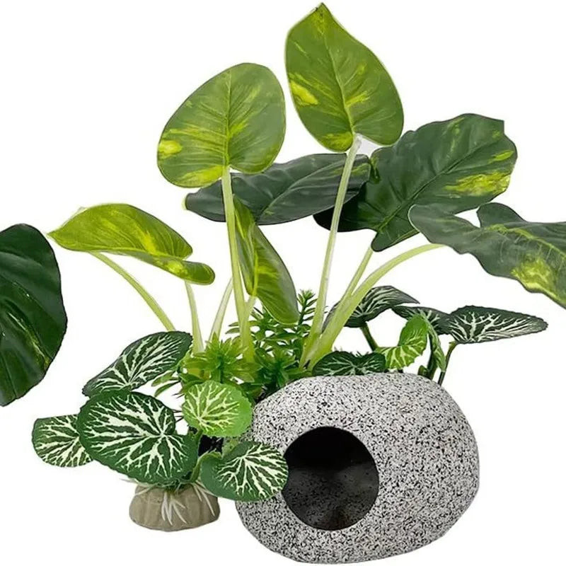 Aquarium  Plants
