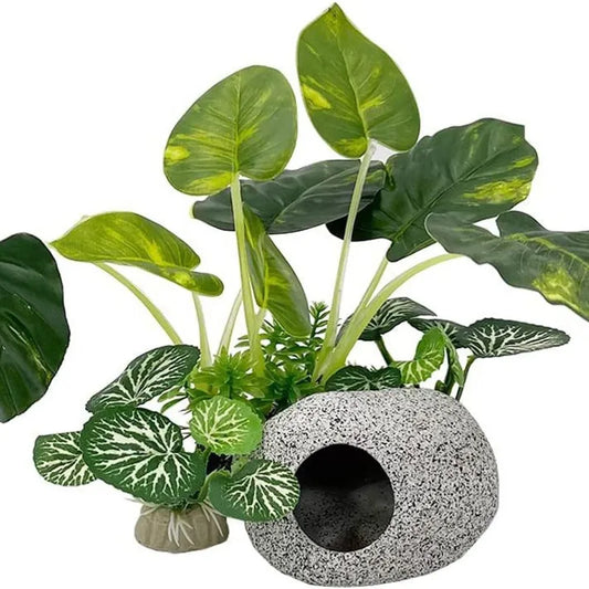 Aquarium  Plants