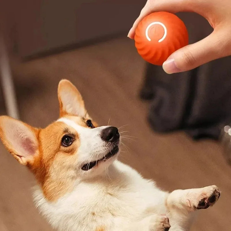 Bouncing Dog Ball