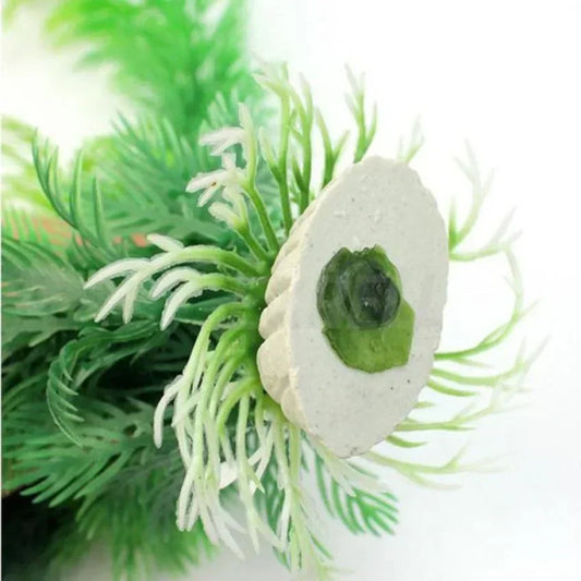 Aquarium plant