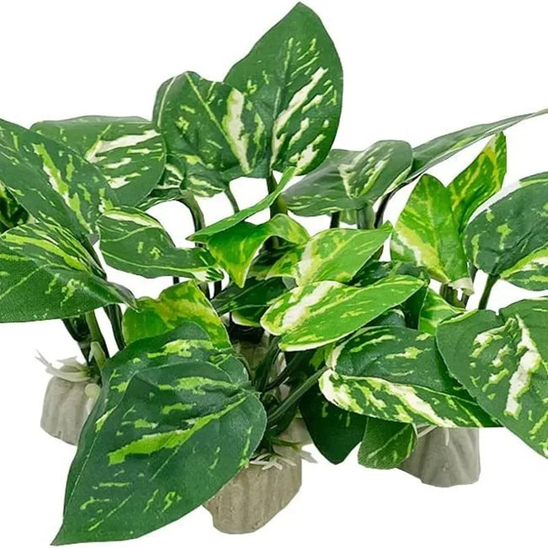 Aquarium  Plants