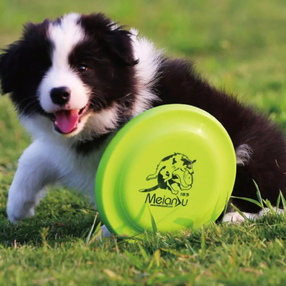 Dog Training Disc