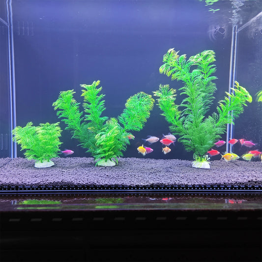 Aquarium plant
