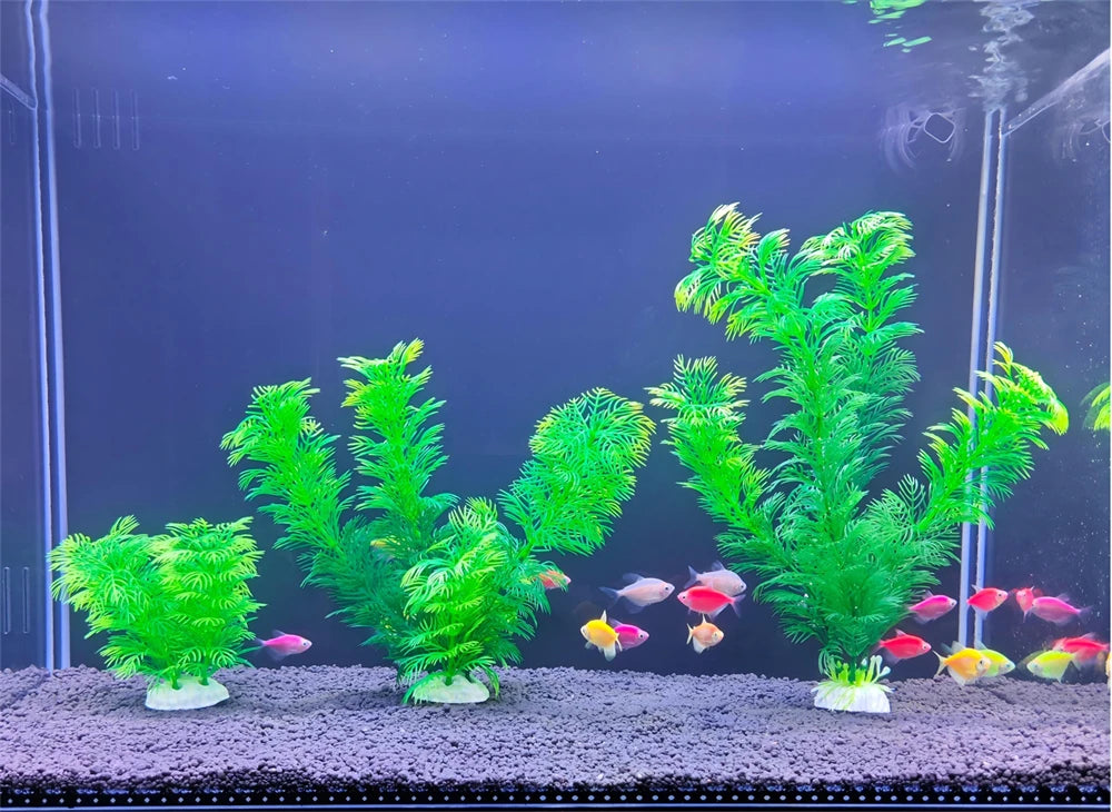 Aquarium plant
