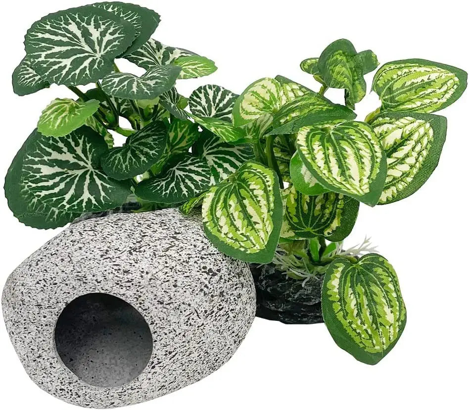 Aquarium  Plants