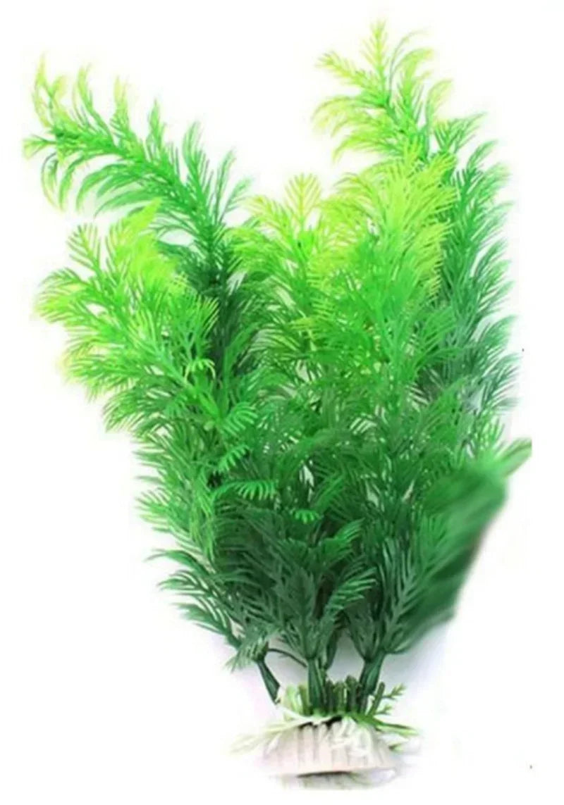 Aquarium plant