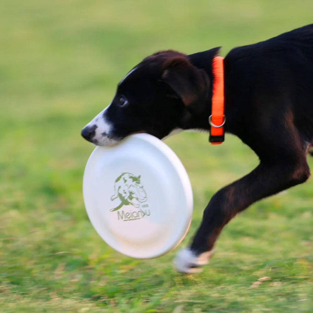 Dog Training Disc
