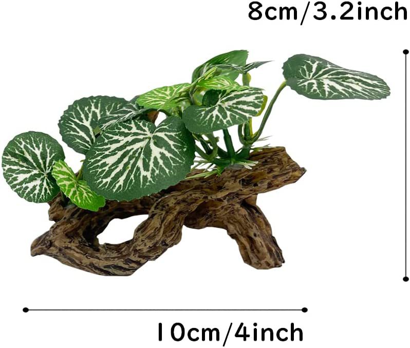 Aquarium  Plants